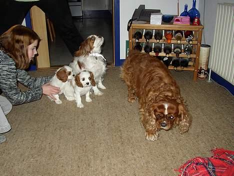 Cavalier king charles spaniel Malou - Her er så hele familien samlet selv far er med.. billede 3