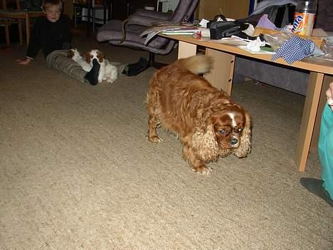 Cavalier king charles spaniel Malou - Dette er så Malo´s far Charlie billede 4