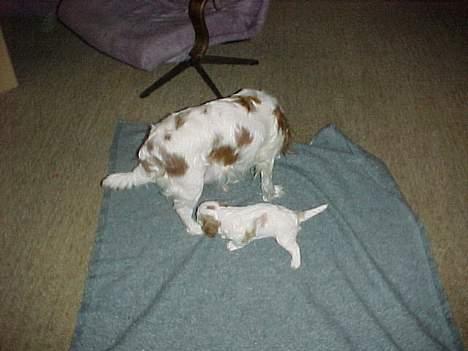 Cavalier king charles spaniel Malou - Her er det så malou og sin mor Juvel. billede 5