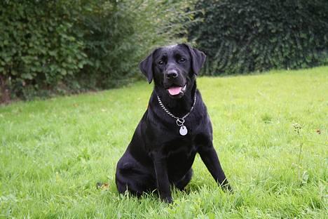 Labrador retriever *Freja* (Min MulMul) - Model billed Fotograf: Mig (Anna 13 år) billede 1