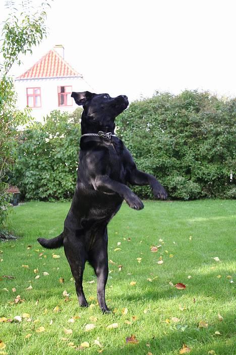 Labrador retriever *Freja* (Min MulMul) - for jeg vil danse, danse. for jeg vil danse, danse. og du vil? DANSE Fotograf: Mig (Anna 13 år) billede 3