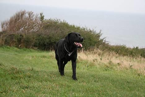 Labrador retriever *Freja* (Min MulMul) - Narj se XP Fotograf: Mig (Anna 13 år) billede 5