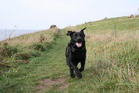 Labrador retriever *Freja* (Min MulMul) - NU kommer jeg <´3 Fotograf: Mig (Anna 13 år) billede 7