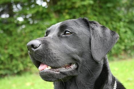 Labrador retriever *Freja* (Min MulMul) - Model billed Fotograf: Mig (Anna 13 år) billede 8