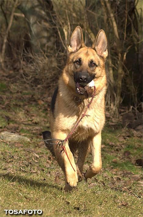 Schæferhund Smed´s Clarissa/ Luna -  April 06. Weeeee, nu kommer jeg .. taget af Tosafoto billede 10