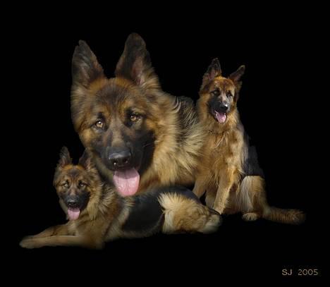 Schæferhund Slottes Sasja - hej hej allesammen..... billede 1