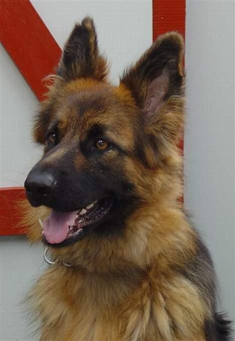 Schæferhund Slottes Sasja - hej mor... ser jeg godt ud nu? billede 2