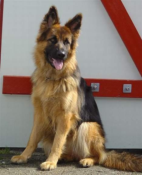 Schæferhund Slottes Sasja - bliv nu færdig med det kamera billede 3