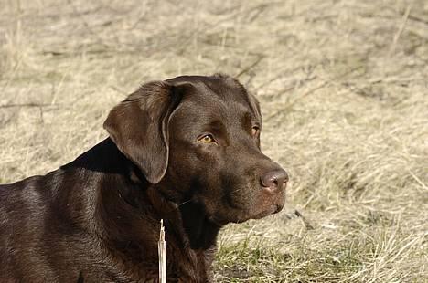 Labrador retriever Luna - Et øjeblik i solen!  billede 1