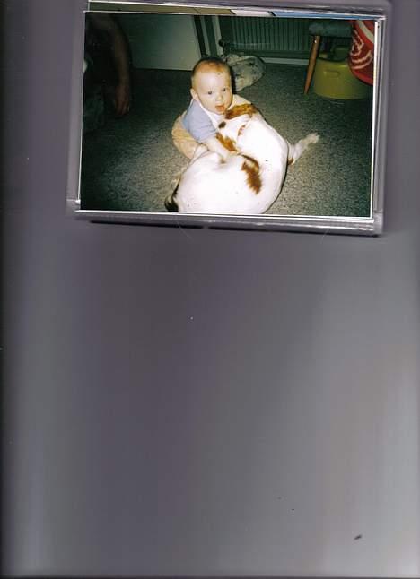 Cavalier king charles spaniel Malou - Her hygger jeg mig med vores nevø Philip.. billede 6