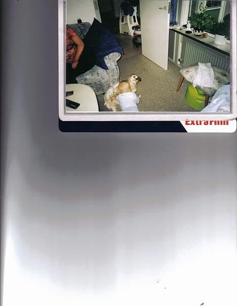 Cavalier king charles spaniel Malou - Philip og Malou er bare perle venner. billede 7