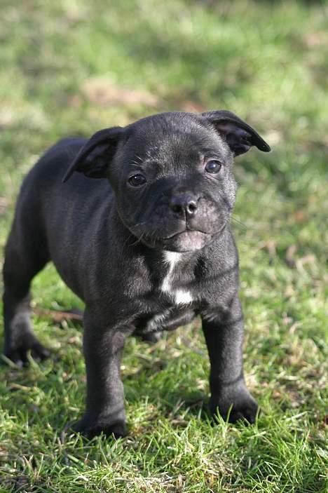Staffordshire bull terrier Manse - Manse 5 uger :o) billede 2