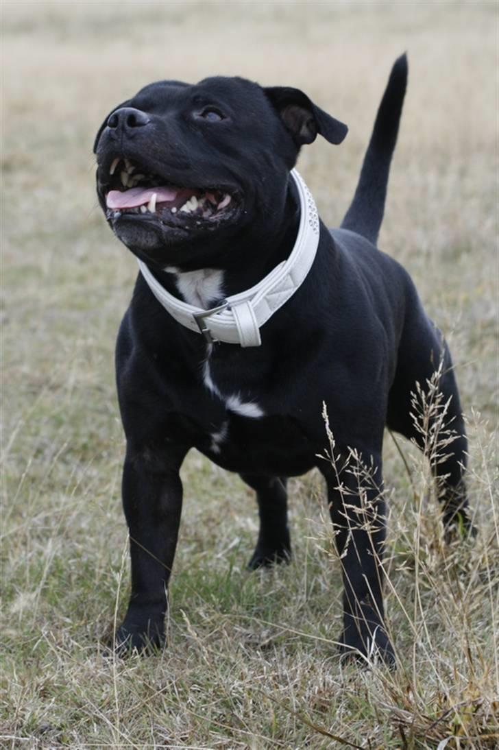 Staffordshire bull terrier Manse billede 3