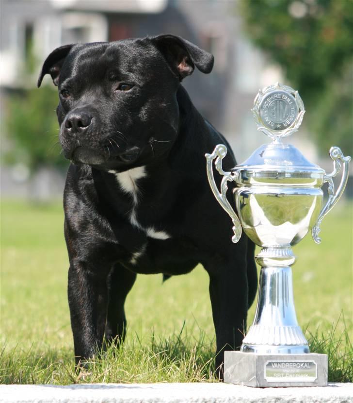 Staffordshire bull terrier Manse billede 4