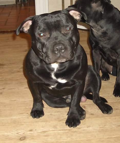 Staffordshire bull terrier Manse - Manse 1 år billede 5