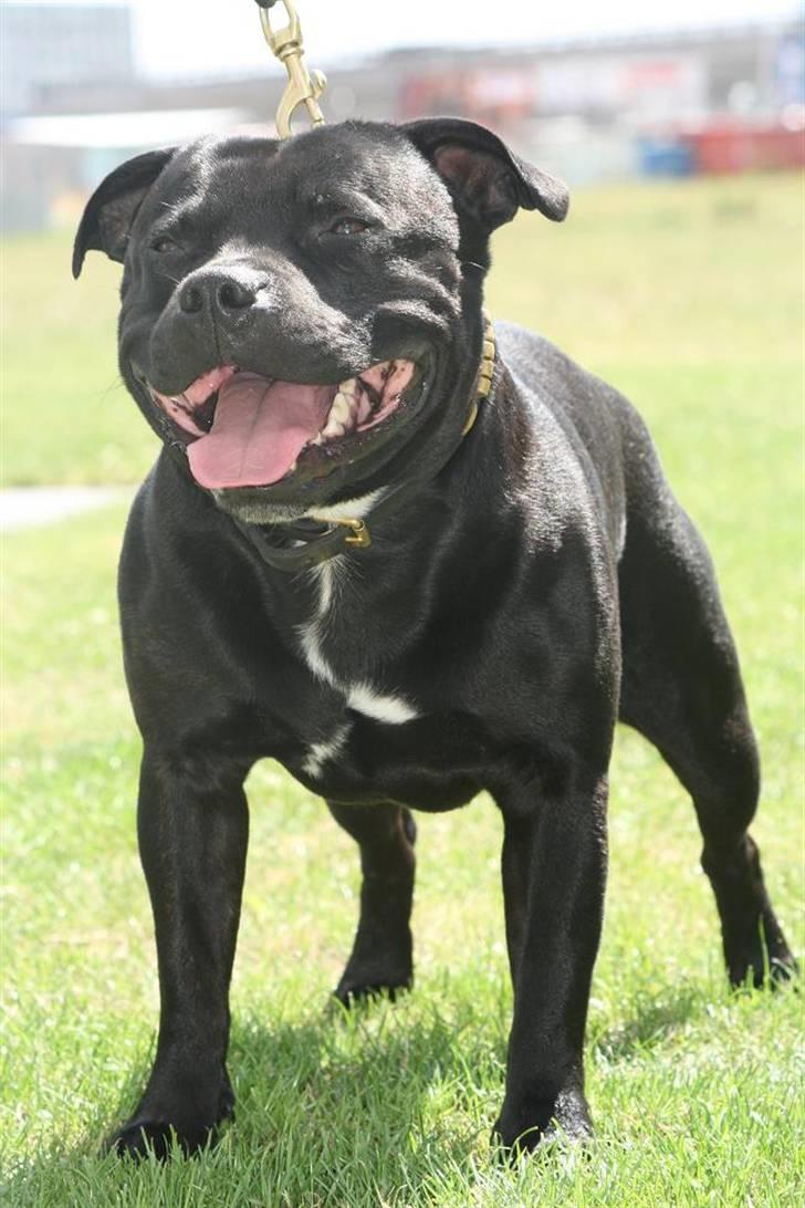 Staffordshire bull terrier Manse - Manse 4 år billede 6