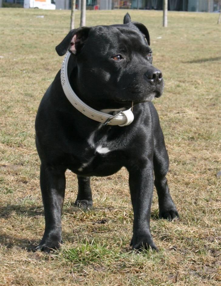 Staffordshire bull terrier Manse - Manse 6år billede 7