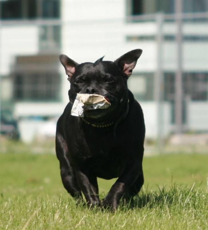 Staffordshire bull terrier Mille billede 6