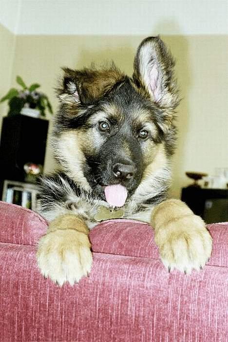 Schæferhund Abby  - billede af abby fra hendes unge dage som hvalp, kendetegnet var de flip øre billede 1