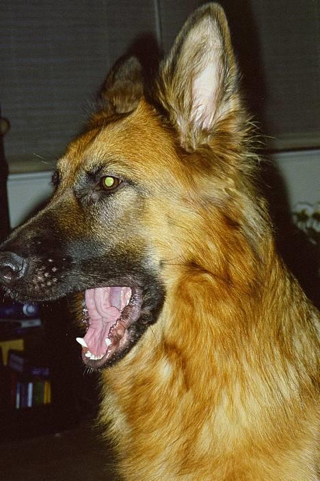 Schæferhund Abby  - *gaaab* billede 2