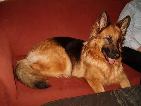 Schæferhund Abby  billede 3