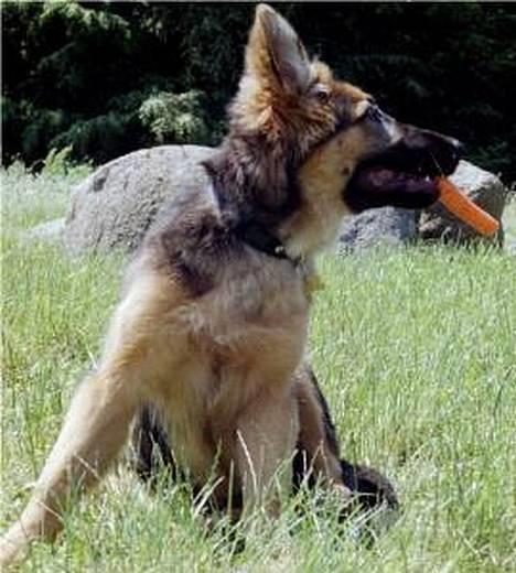 Schæferhund Abby  - Hvad siger du jeg ligner med min gulerod?Fars  billede 5