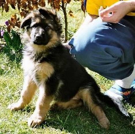 Schæferhund Abby  - fars lille pige! billede 6