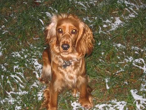 Cocker spaniel Mille - Mille elsker sne - også bare lidt sne - så her er hun ude og lege billede 1