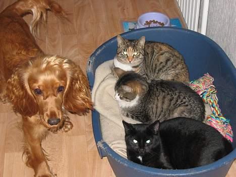 Cocker spaniel Mille - Det er ikke altid nemt at være hund... Her har kattene taget Milles kurv billede 2