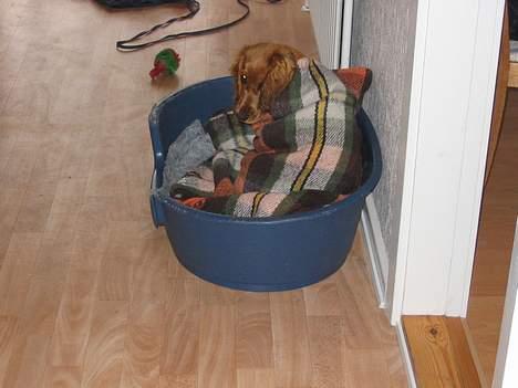 Cocker spaniel Mille - Det kan være lidt koldt, når man har været ude i sneen og lege. billede 3