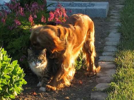 Cocker spaniel Mille - Mille leger i haven med Frode billede 4