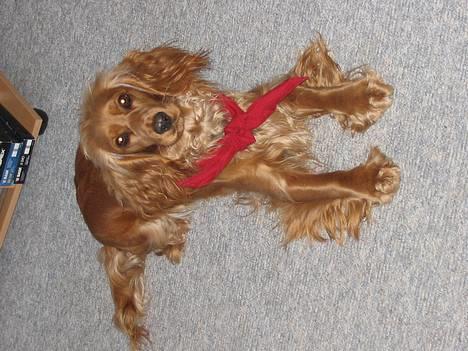 Cocker spaniel Mille - Næsten hver mandag er Mille spejder billede 5