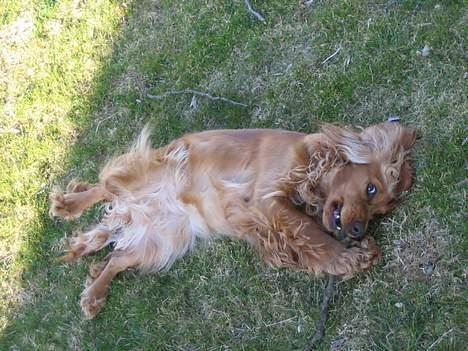 Cocker spaniel Mille - Vil I se min smukke navle??? billede 6