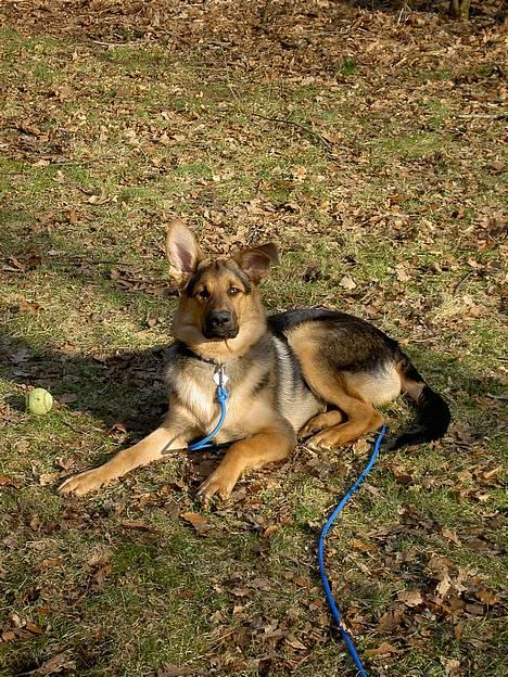 Blanding af racer Simba - hvad var det???? billede 7