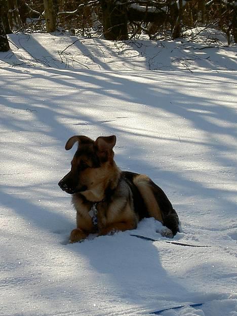 Blanding af racer Simba - nej.....  hvor er, det har bare noget dejligt noget at ligge i! billede 8