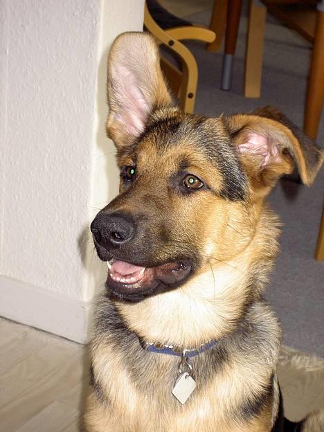 Blanding af racer Simba - Her vogter jeg billede 9