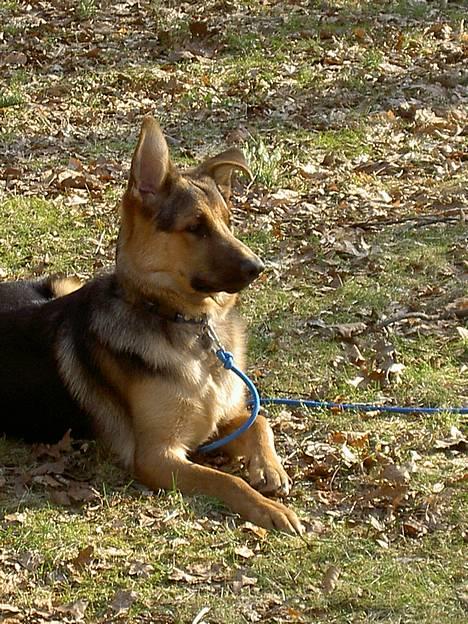 Blanding af racer Simba - halløj hva mon det kunne være....? billede 10