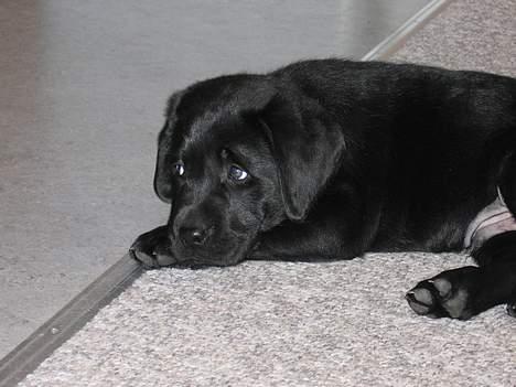 Labrador retriever Chicko - Her ligger vores lille Basse og flader ud, hans første dag i sit nye hjem, ser lidt fornærmet ud. billede 1