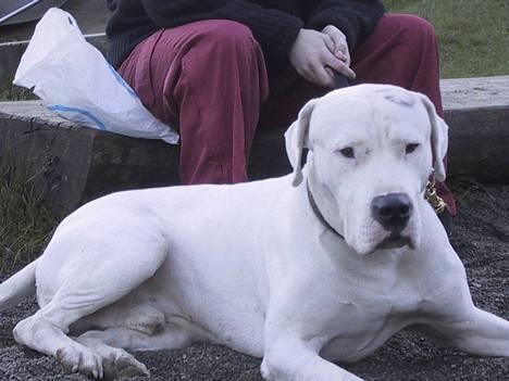 Dogo argentino kejser billede 1