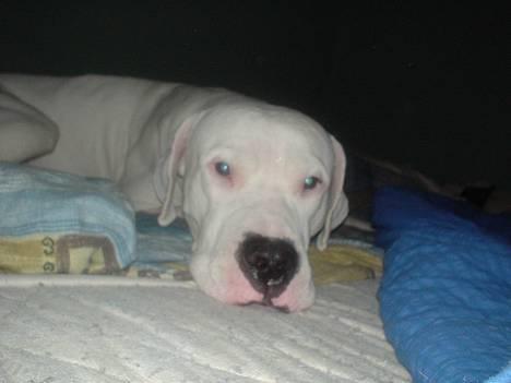 Dogo argentino kejser billede 2