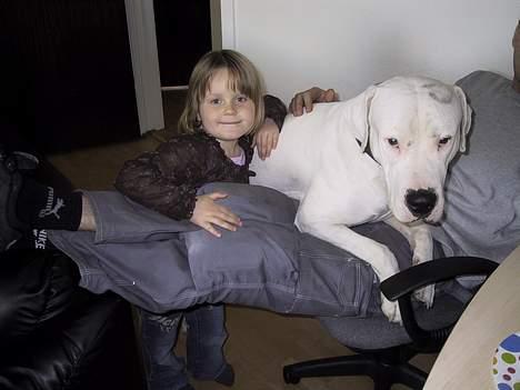 Dogo argentino kejser billede 3