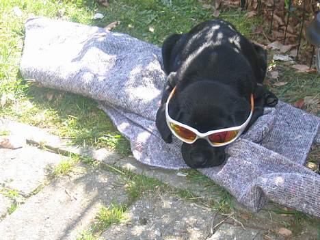 Labrador retriever Chicko - Jeg skulle lige prøve fars solbriller. billede 2