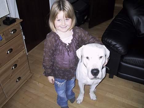 Dogo argentino kejser billede 4