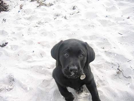 Labrador retriever Chicko - Strandløven tager lige en tur i sandet billede 3