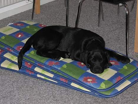 Labrador retriever Chicko - Hviler sig efter en lang dag i solen, da hynderne er blevet taget ind fra haven... billede 4
