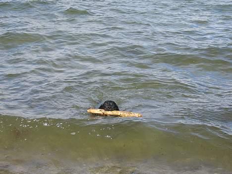 Labrador retriever Chicko - Lige ude og hente pinden billede 5