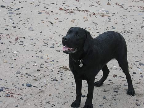 Labrador retriever Chicko - Ja, han er en vandhund! på ferie ved vesterhavet! billede 6