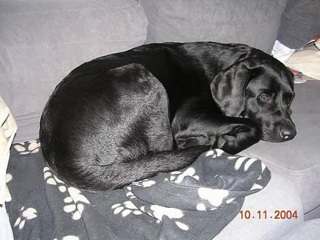 Labrador retriever Chicko - Gab!! billede 7