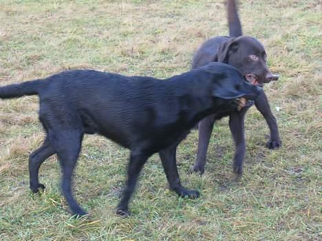 Labrador retriever Chicko - Chicko ude og lege med en af alle sine venner billede 8