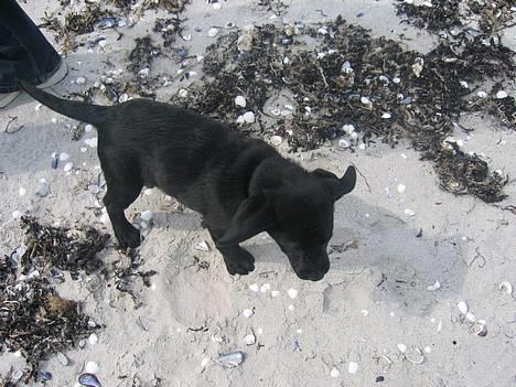 Labrador retriever Chicko - Det blæser vist lidt... billede 9